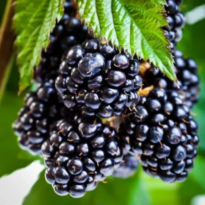 Blackberry Bush Plant - Thornless Live Plant - For Planting in Pot