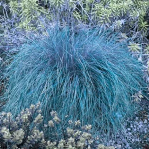 Blue Fescue Grass Live Plants - 2 Pots, 4 Plants - Ornamental Outdoor Grass