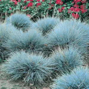 Blue Fescue Grass Live Plants - 2 Pots, 4 Plants - Ornamental Outdoor Grass