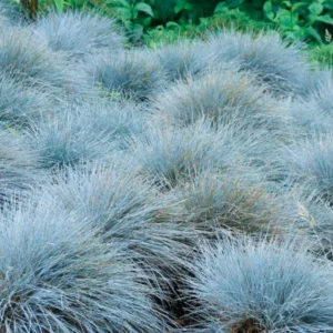 Blue Fescue Grass Live Plants - 2 Pots, 4 Plants - Ornamental Outdoor Grass