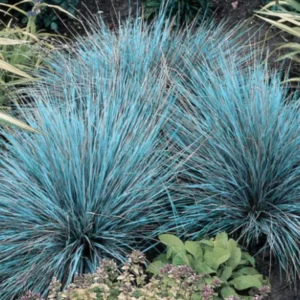 Blue Fescue Grass Live Plants - 2 Pots, 4 Plants - Ornamental Outdoor Grass