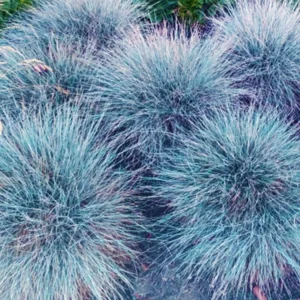 Blue Fescue Grass Live Plants - 2 Pots, 4 Plants - Ornamental Outdoor Grass