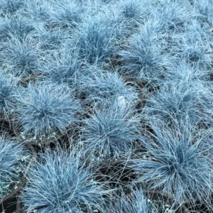 Blue Fescue Grass Plants - 6 Live Ornamental Grass Plants in 3 Pots