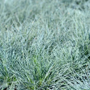 Blue Fescue Grass Plants - 6 Live Ornamental Grass Plants in 3 Pots