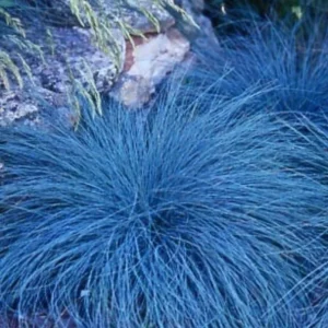 Blue Fescue Grass Plants - 6 Live Ornamental Grass Plants in 3 Pots