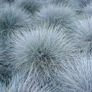 Blue Fescue Grass Plants - 6 Live Ornamental Grass Plants in 3 Pots