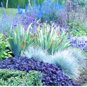 Blue Fescue Grass Plants - 6 Live Ornamental Grass Plants in 3 Pots