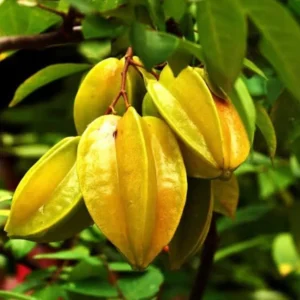 Carambola Starfruit Tree 24-36 Inch Live Fruit Plant - Ready to Grow