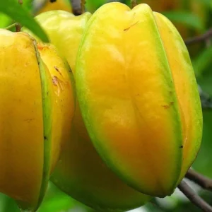 Carambola Starfruit Tree 24-36 Inch Live Fruit Plant - Ready to Grow