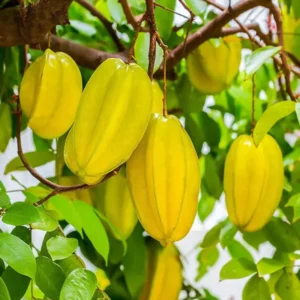 Carambola Starfruit Tree 24-36 Inch Live Fruit Plant - Ready to Grow