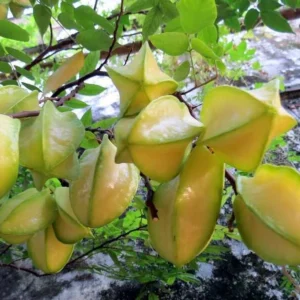 Carambola Tree - Live Star Fruit Plant 24-36 Inch Fruit Tree