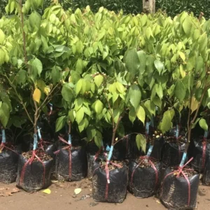 Carambola Tree - Live Star Fruit Plant 24-36 Inch Fruit Tree
