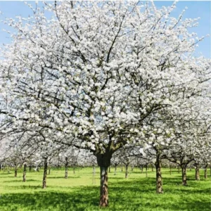 Cherry Blossom Tree Plant Live - Flowering Cherry in 2.5in Pot Perennial Bloom