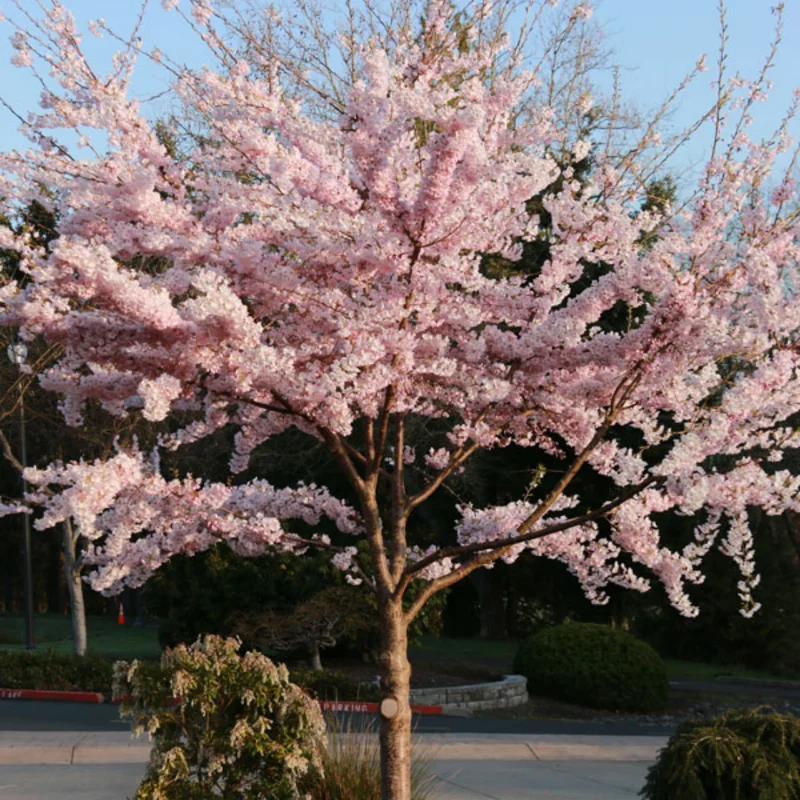 Cherry Blossom Tree Plant Live - Flowering Cherry in 2.5in Pot Perennial Bloom