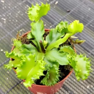 Chinese Dumpling Venus Flytrap Live Plant - Green Dionaea Muscipula Cultivar