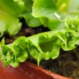 Chinese Dumpling Venus Flytrap Live Plant - Green Dionaea Muscipula Cultivar
