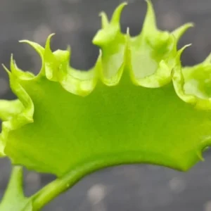Chinese Dumpling Venus Flytrap Live Plant - Green Dionaea Muscipula Cultivar