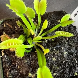 Chinese Dumpling Venus Flytrap Live Plant - Green Dionaea Muscipula Cultivar