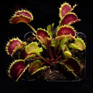 Chinese Dumpling Venus Flytrap Live Plant - Red Dionaea Muscipula Cultivar