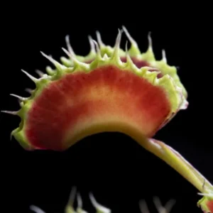 Chinese Dumpling Venus Flytrap Live Plant - Red Dionaea Muscipula Cultivar