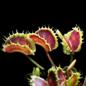 Chinese Dumpling Venus Flytrap Live Plant - Red Dionaea Muscipula Cultivar