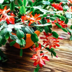 Christmas Cactus Live Plant 4 Inch Pot Ornamental Succulent Indoor Houseplant