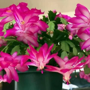 Christmas Cactus Live Plant 4 Inch Pot Ornamental Succulent Indoor Houseplant