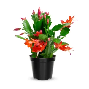 Christmas Cactus Live Plant 4 Inch Pot Ornamental Succulent Indoor Houseplant