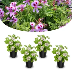 Citronella Plant Live Starter Plants - Lemon Scented Mosquito Repellent Garden Perennial