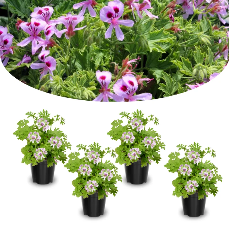 Citronella Plant Live Starter Plants - Lemon Scented Mosquito Repellent Garden Perennial