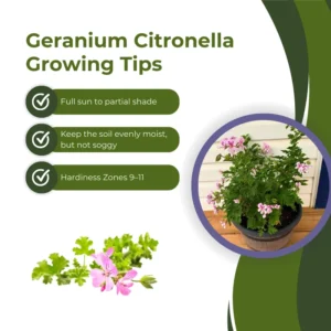 Citronella Plant Live Starter Plants - Lemon Scented Mosquito Repellent Garden Perennial