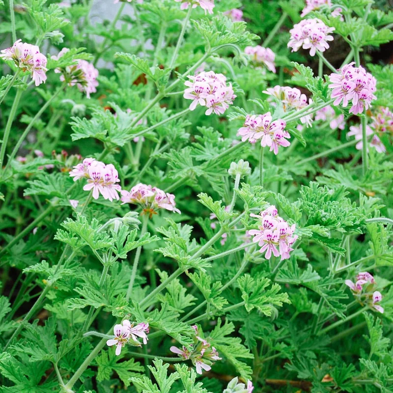 Citronella Plant Live Starter Plants - Lemon Scented Mosquito Repellent Garden Perennial