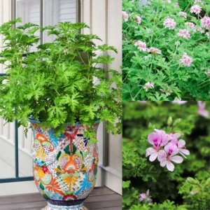 Citronella Plant Live Starter Plants - Lemon Scented Mosquito Repellent Garden Perennial