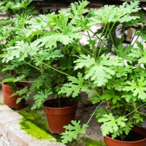 Citronella Plant Live Starter Plants - Lemon Scented Mosquito Repellent Garden Perennial