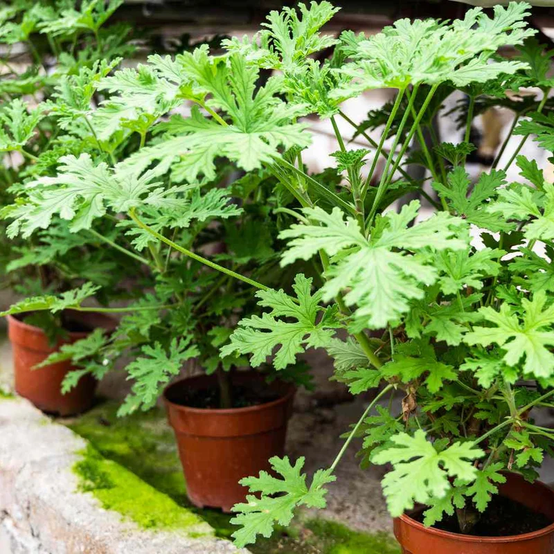 Citronella Plant Live Starter Plants - Lemon Scented Mosquito Repellent Garden Perennial