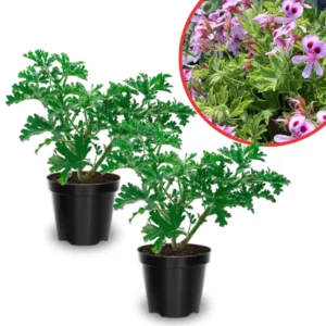 Citronella Plants Perennial Herbs 4'' Pot - Mosquito Repellent Plants