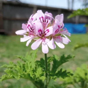 Citronella Plants Perennial Herbs 4'' Pot - Mosquito Repellent Plants