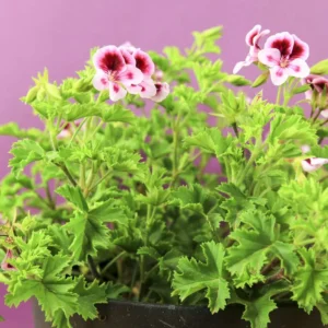 Citronella Plants Perennial Herbs 4'' Pot - Mosquito Repellent Plants