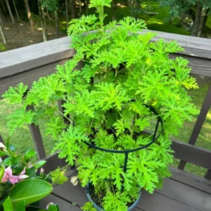 Citronella Plants Perennial Herbs 4'' Pot - Mosquito Repellent Plants