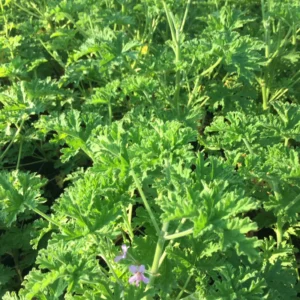 Citronella Plants Perennial Herbs 4'' Pot - Mosquito Repellent Plants