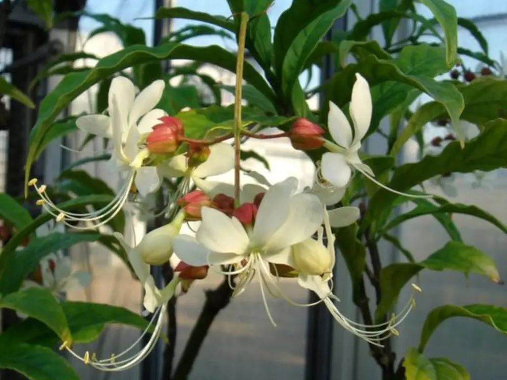 Clerodendrum Wallichii (1)