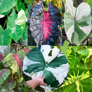 Colocasia Live Plants - Elephant Ear, 4-6" Tall, Indoor Outdoor