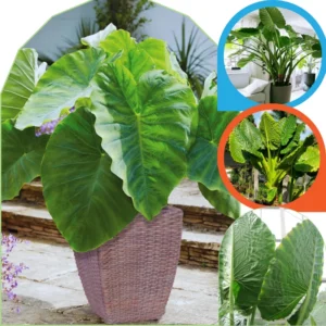 Colocasia Live Plants - Elephant Ear, 4-6