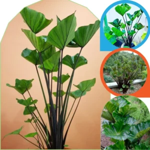 Colocasia Live Plants - Elephant Ear, 4-6