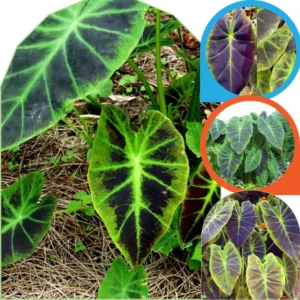 Colocasia Live Plants - Elephant Ear, 4-6