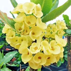 Crown of Thorns Plant - 3-5 Inch Succulent - Vibrant Blooms - Garden & Indoor