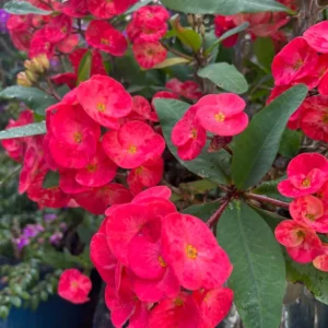 Crown of Thorns Plant - 3-5 Inch Succulent - Vibrant Blooms - Garden & Indoor