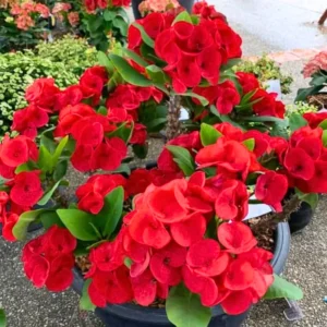 Crown of Thorns Plant - 3-5 Inch Succulent - Vibrant Blooms - Garden & Indoor