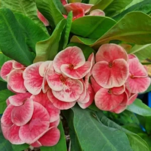 Crown of Thorns Plant - 3-5 Inch Succulent - Vibrant Blooms - Garden & Indoor