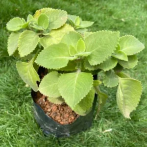 Cuban Oregano Plants Live - 3 Pack Fragrant Herb Outdoor Garden 4-7 Inch